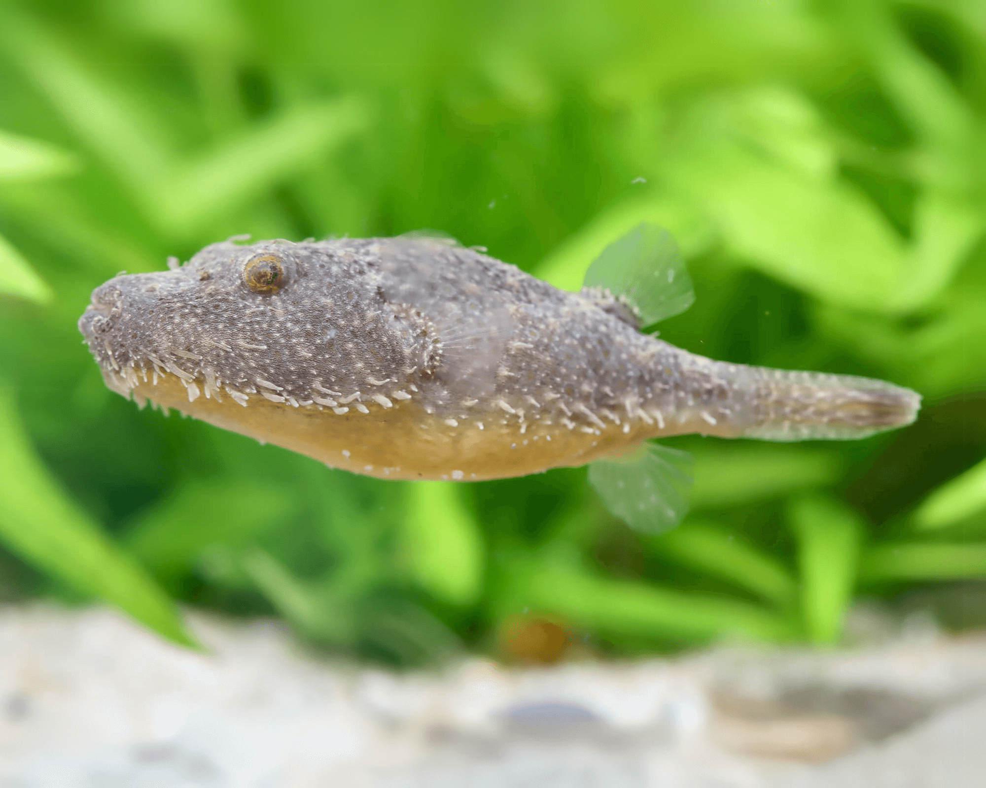 Pao baileyi (Hairy Pufferfish)